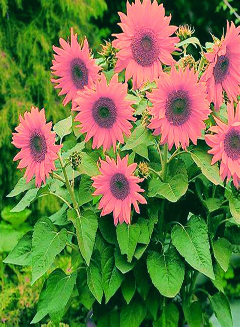 GGOOT High Germination Rate,Gardening Essentials,Strong Root,Sunflower Seeds,Sun Flower,Bee plant-100 pcs,A - Image 1