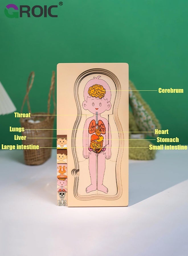 GROIC My Body Parts Puzzle for Toddlers, Kids Girls Boys Wooden Anatomy Puzzle 3-5 Years Old Preschool Learning Game Human Body Cognitive Toys, Montessori Skeleton Toy (Boys) - Image 4