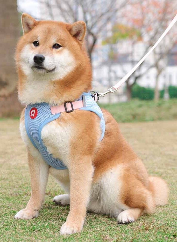 Generic Reflective Breathable Pet Harness Vest With Adjustable Leash for Small Dogs Cats - Image 2