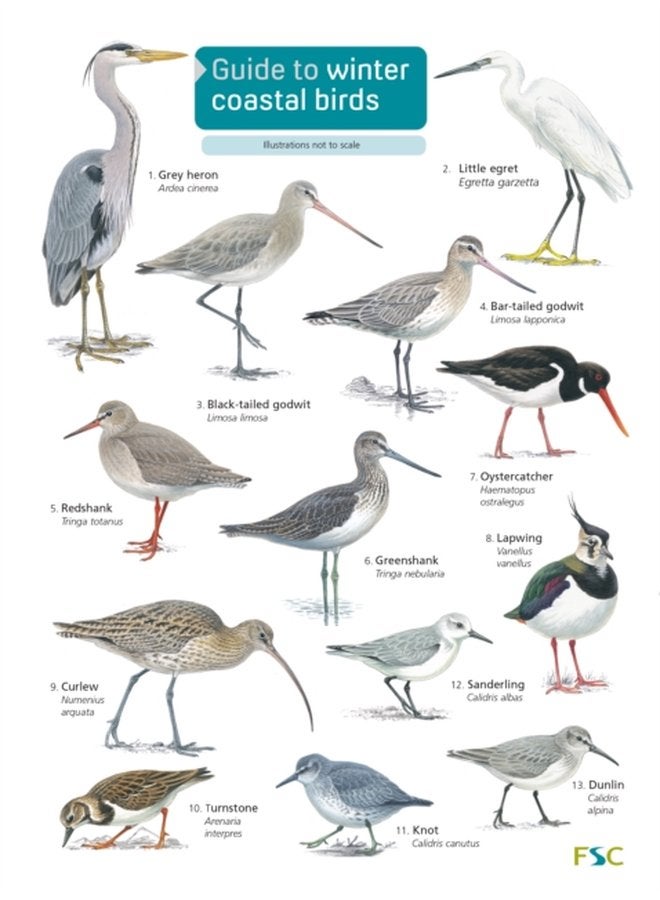 Guide to winter coastal birds OP179 - Paperback