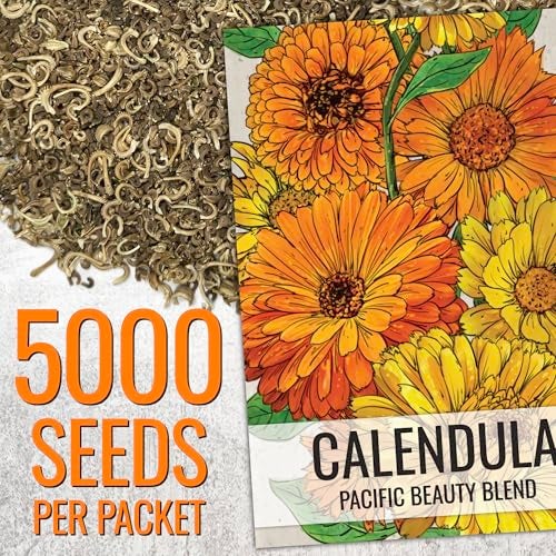 Seed Needs Calendula Seeds Pacific Beauty Mix | 5,000+ Seeds Calendula Officinalis Non-GMO Annual | Large Orange Yellow Blooms Garden Variety Favorite | Bulk Wildflower Seed - Image 3