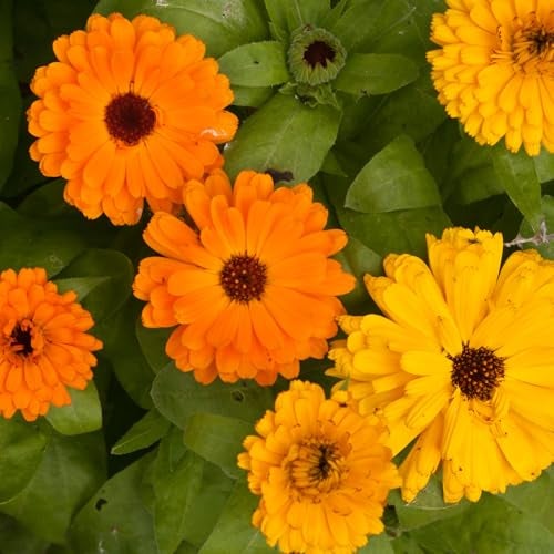 Seed Needs Calendula Seeds Pacific Beauty Mix | 5,000+ Seeds Calendula Officinalis Non-GMO Annual | Large Orange Yellow Blooms Garden Variety Favorite | Bulk Wildflower Seed - Image 5