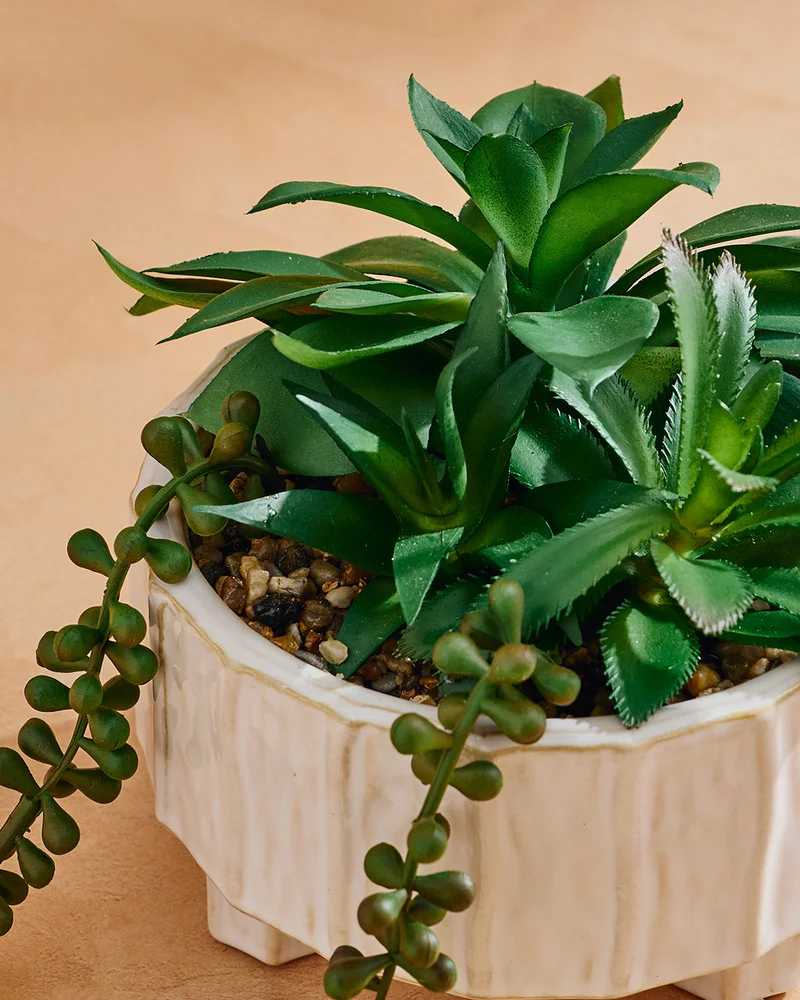 Redtag Succulent Arrangement In Green Footed Planter – 16cm