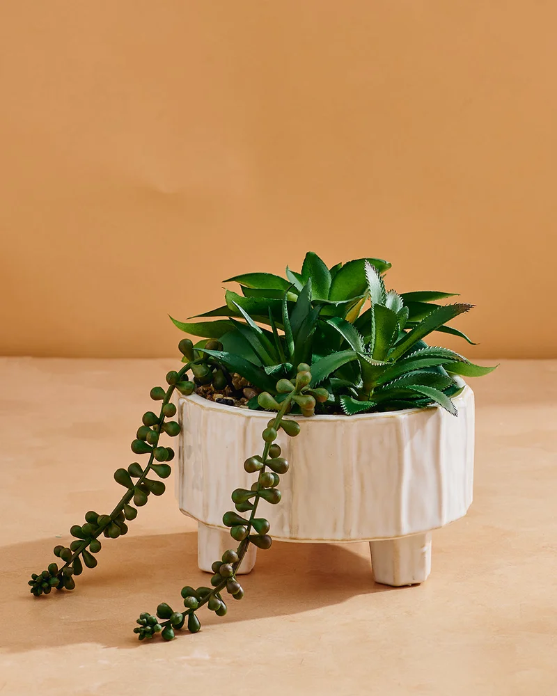 Redtag Succulent Arrangement In Green Footed Planter – 16cm