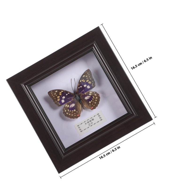 Simulated Butterfly Specimen Handmade Specimen Decor Wall Hanging Specimen Wall Decoration - Image 2