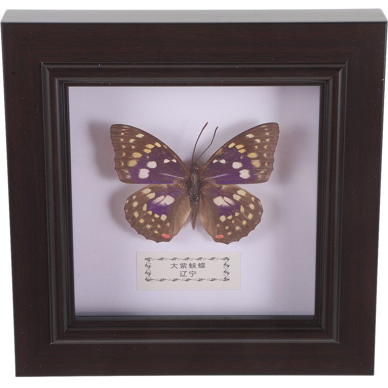 Simulated Butterfly Specimen Handmade Specimen Decor Wall Hanging Specimen Wall Decoration - Image 1