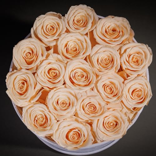 Prifroti 17 Flowers in a Luxury Suede Box, Birthday Gifts for Women, Preserved Flowers, Mothers Day Roses Gift for Mom, Champagne - Image 5