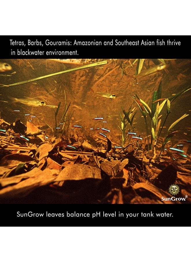 SunGrow SunGrow Catappa Indian Almond Leaves, 7-8 Inches, for Freshwater Shrimps and Tropical Fish  - Image 4