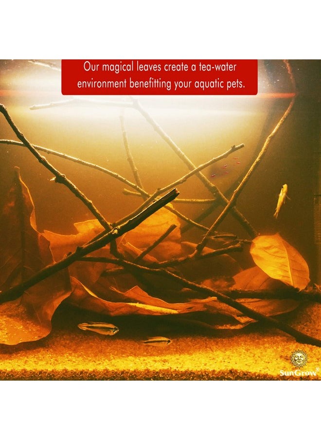 SunGrow SunGrow Catappa Indian Almond Leaves, 7-8 Inches, for Freshwater Shrimps and Tropical Fish  - Image 5
