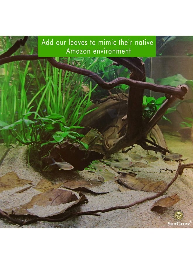 SunGrow SunGrow Catappa Indian Almond Leaves, 7-8 Inches, for Freshwater Shrimps and Tropical Fish  - Image 3