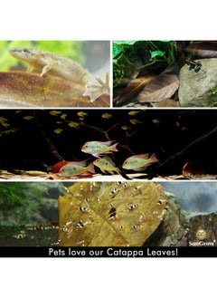 SunGrow Catappa Indian Almond Leaves, 7-8 Inches, for Freshwater Shrimps and Tropical Fish - pzsku/ZC97689482FBD9065D7E0Z/45/_/1737031858/0a14bbf5-c2fb-4c19-8af8-ad8828f5510d