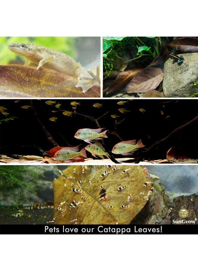 SunGrow SunGrow Catappa Indian Almond Leaves, 7-8 Inches, for Freshwater Shrimps and Tropical Fish  - Image 2
