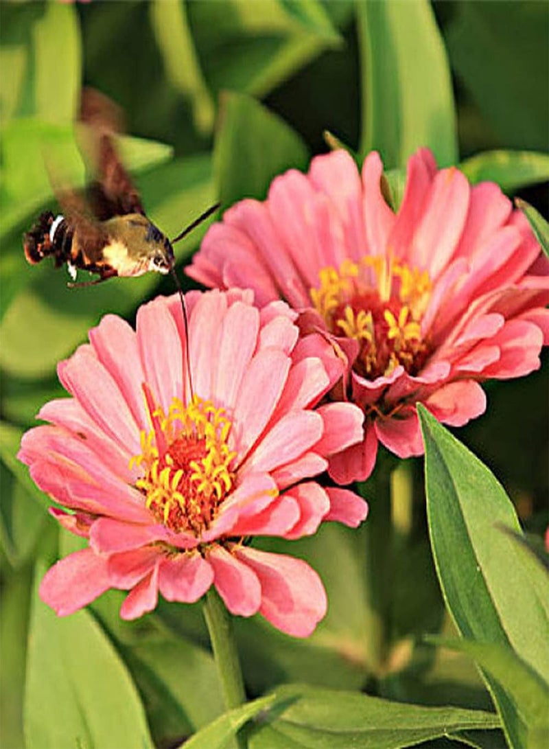 جي جوت 50 قطعة من بذور الزينيا، أزهار جميلة وسخية تزين فناء الحديقة، سهلة الزراعة، منخفضة الصيانة، مناسبة للمبتدئين - Image 3