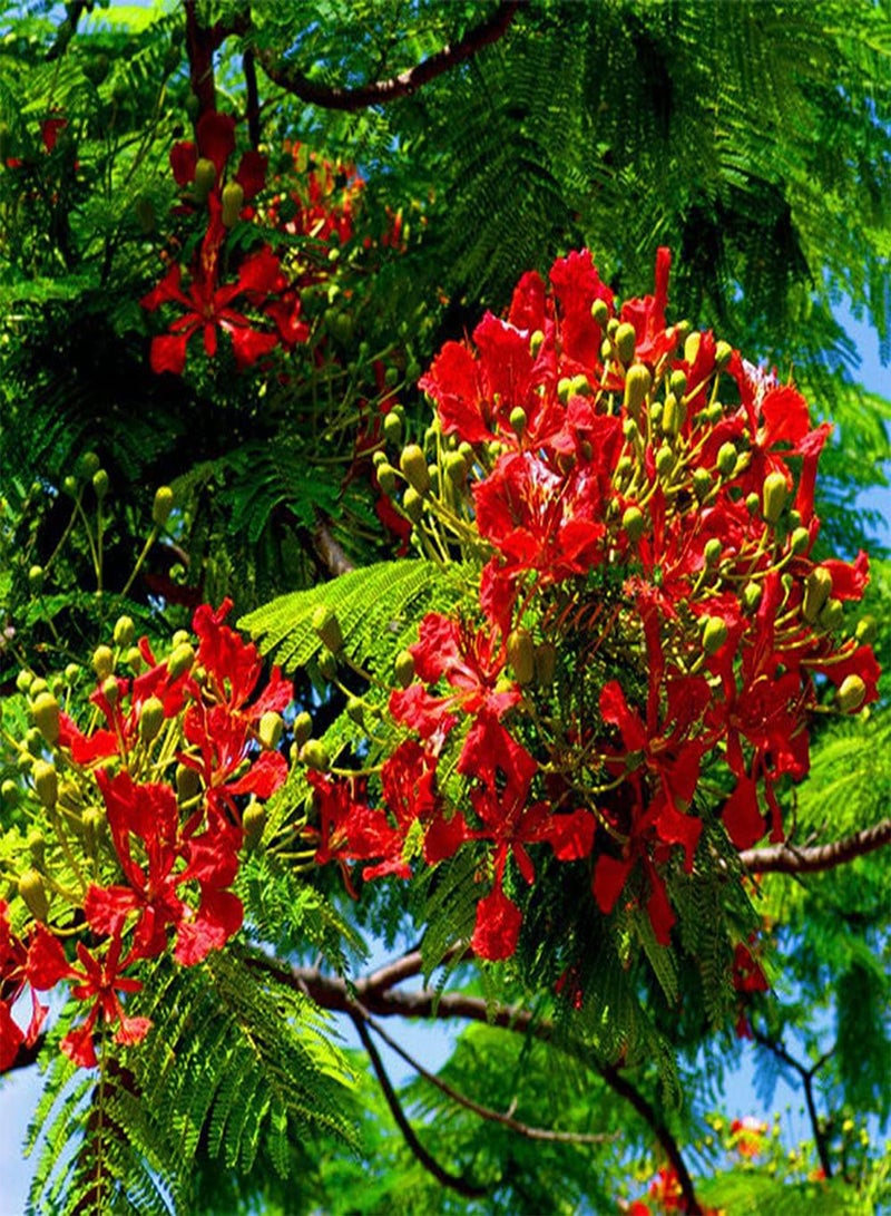 GGOOT 20Pcs Poinciana Seeds Perennial Tree Blooming Beautiful Flame Flowers Add Color to The Garden Enjoy The Gardening Scenery - Image 1