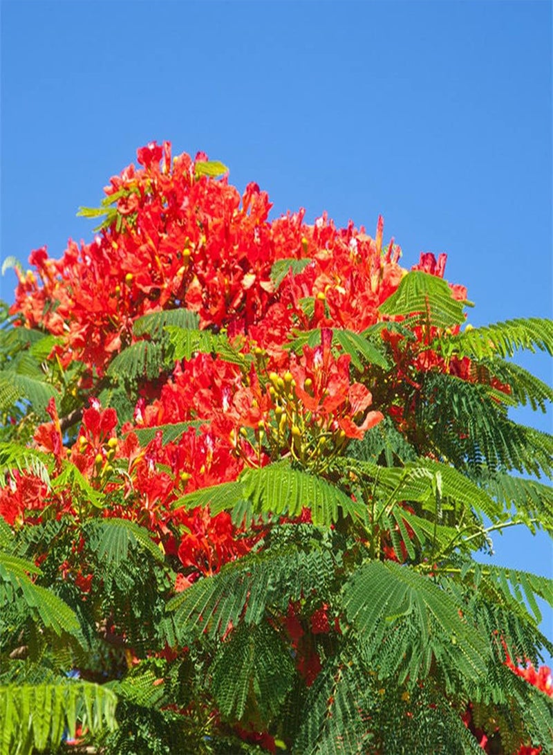 GGOOT 20Pcs Poinciana Seeds Perennial Tree Blooming Beautiful Flame Flowers Add Color to The Garden Enjoy The Gardening Scenery - Image 2