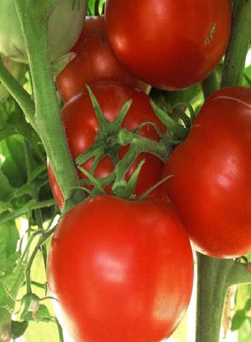 GGOOT - Tomato Ace 55 VF 20 Vegetable Seeds (GMO Free) - Image 1