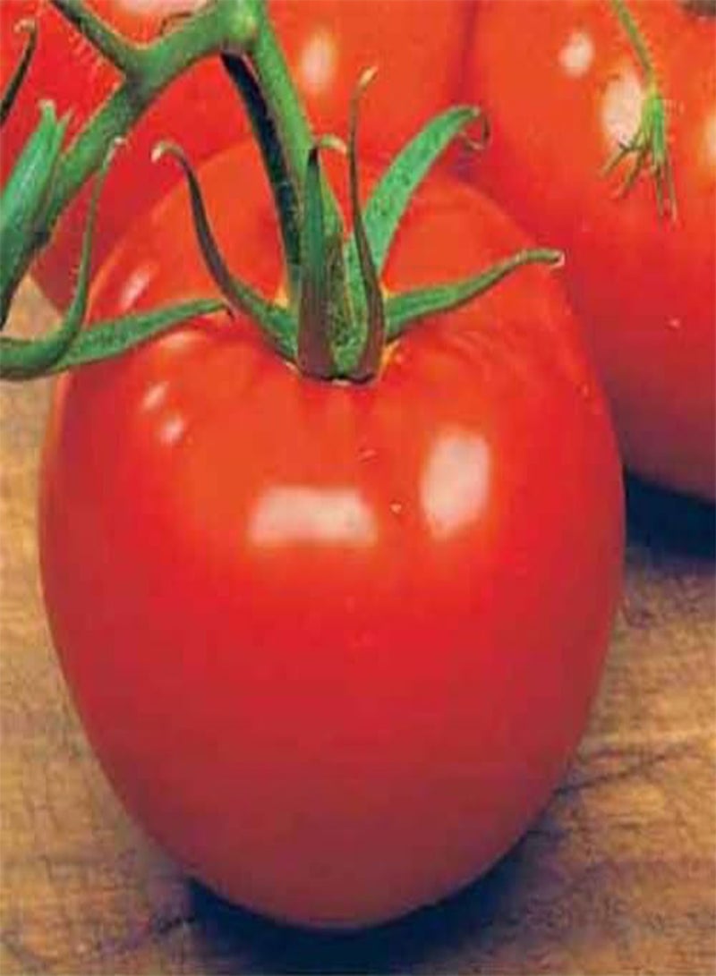 GGOOT - Tomato Ace 55 VF 20 Vegetable Seeds (GMO Free) - Image 2
