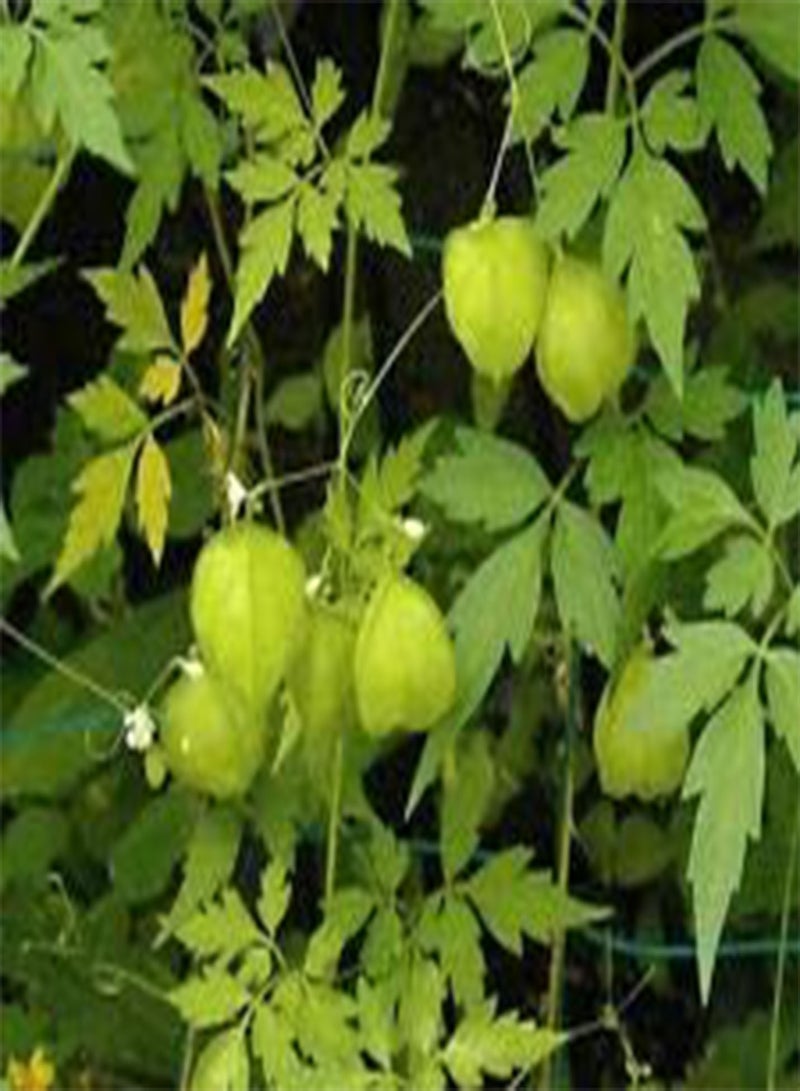 GGOOT Balloon Vine Cardiospermum Halicacabum - 100 Bulk (PKD) Seeds