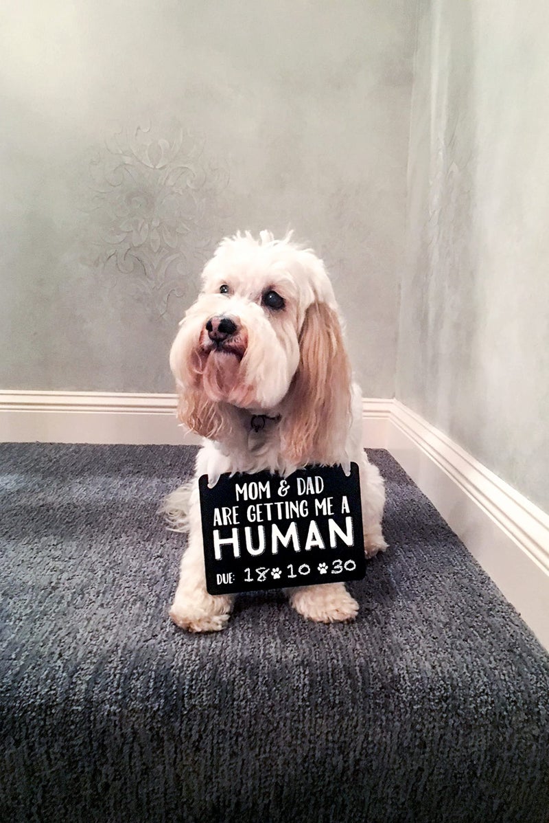 Pearhead Pet Pregnancy Announcement Chalkboard Photo Prop, ‘Mom & Dad Are Getting Me A Human,’ New Baby Sign for Dog or Cat - Image 3