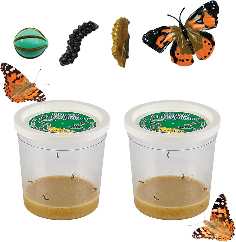 Insect Lore Two Cups of Live Caterpillars - 10 Live Painted Lady Caterpillars with Food - Includes Bonus Butterfly Life Cycle Figurines - Refill for Butterfly Garden Habitat - Image 1