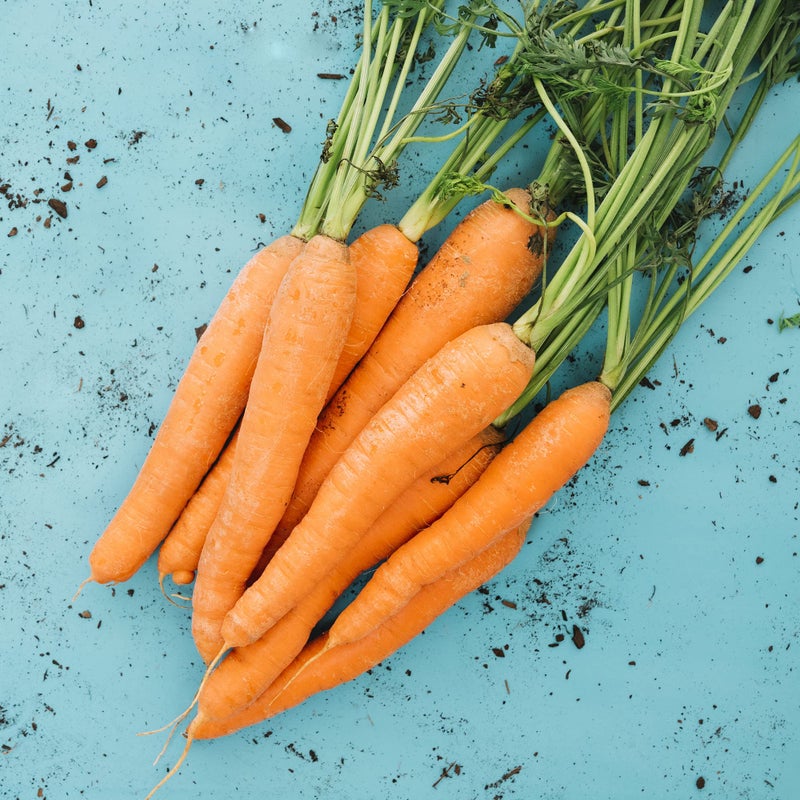 GUIDOLIN EQUISNACK Horse Natural Treats with Superfoods and Real Fruit Pieces, No Sugar Added, Handmade in Italy - 1,54 LB (Carrot) - Image 4