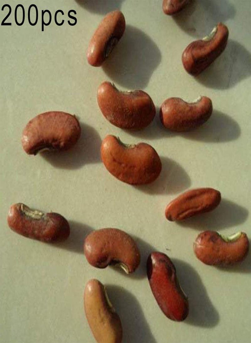 جي جوت 200 قطعة من بذور الفاصوليا الطويلة، خضراوات لذيذة ومغذية للحديقة المنزلية ونباتات المزرعة للزراعة في الفناء الخارجي، 1 بذور فاصوليا طويلة - Image 2