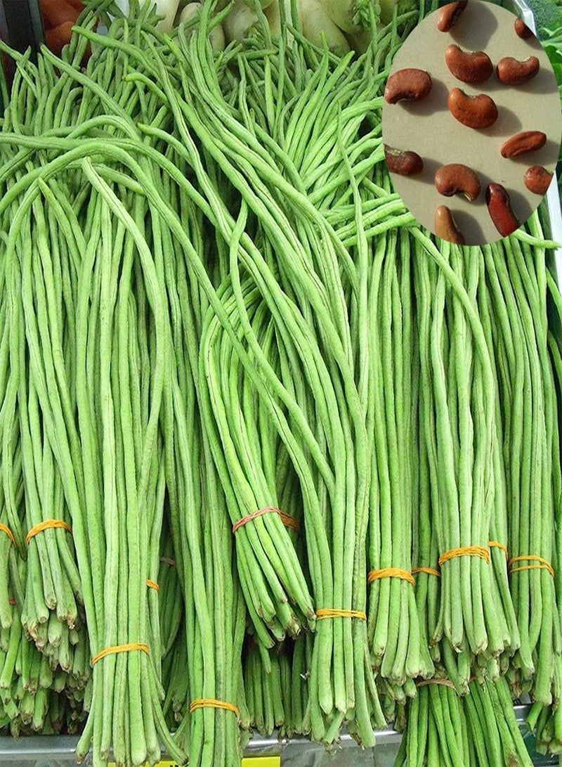 جي جوت 200 قطعة من بذور الفاصوليا الطويلة، خضراوات لذيذة ومغذية للحديقة المنزلية ونباتات المزرعة للزراعة في الفناء الخارجي، 1 بذور فاصوليا طويلة - Image 1