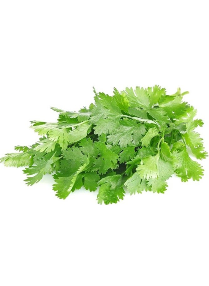 10 جرام بذور الكزبرة العضوية لزراعة الكزبرة تنمو في المنزل بذور الخضروات غير المعدلة وراثيًا مع نظافة 98%، ونقاء 95%، ومعدل إنبات 85%، 3 عبوات