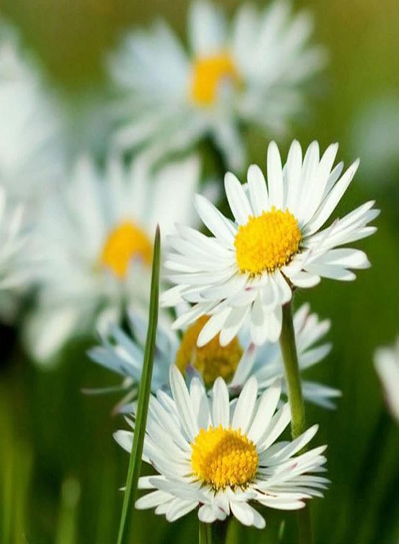 جي جوت 200 قطعة من بذور البابونج العطرية، نباتات بونساي نادرة لتزيين حديقة الزهور في الهواء الطلق، 1 بذور بابونج - Image 1