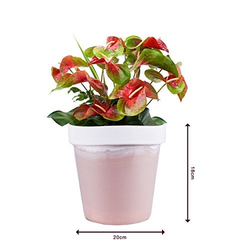 Sharpex Traditional Type Flower Pot (Chocolate Brown) - Image 2