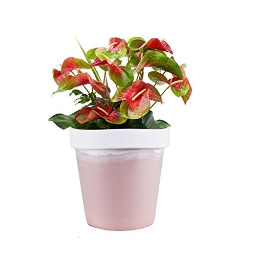 Sharpex Traditional Type Flower Pot (Chocolate Brown) - Image 1