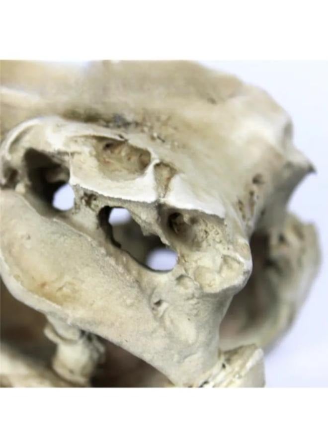 Crocodile Head Decoration Firm and Stable - Image 3