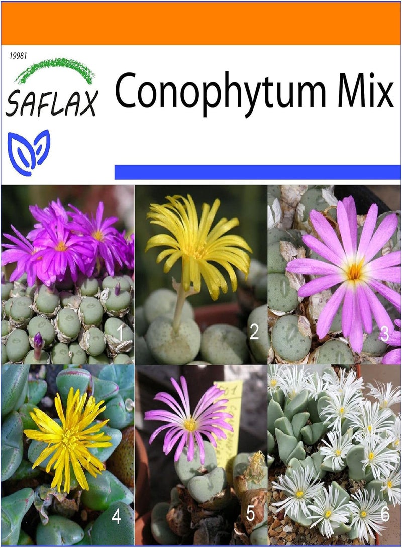 GGOOT Garden in The Bag - Flowering Stones/Conophytum Mix - 40 Seeds - Conophytum Mix - Image 1