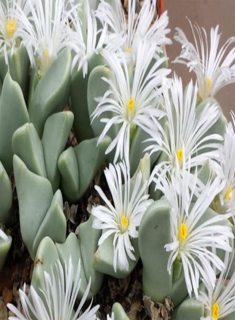 GGOOT Garden in The Bag - Flowering Stones/Conophytum Mix - 40 Seeds - Conophytum Mix - Image 5