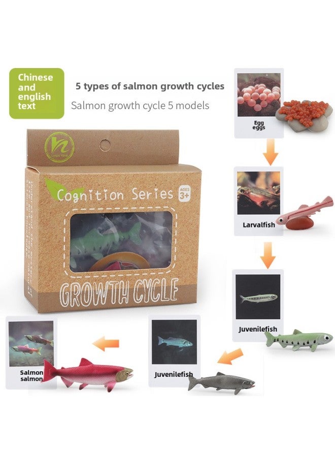 Realistic Simulation Animal Plant Models Toy Collection - Dinosaurs Dragons Unicorns Mermaids Sharks More-Color:PL127-2432 Salmon Growth Cycle + Chinese Card + Color Box  - Image 1