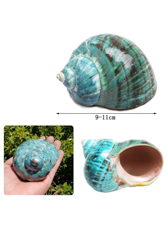 يُسلِّم قطعتان من صدفة محارة كبيرة طبيعية لتماثيل قابلة للتجميع وديكورات حوض السمك وحفلات الزفاف وحفلات الشاطئ وديكورات المنزل (المقاس: 9-11 سم) - Image 2
