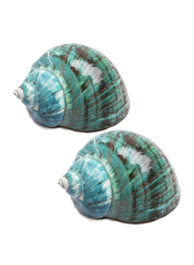 يُسلِّم قطعتان من صدفة محارة كبيرة طبيعية لتماثيل قابلة للتجميع وديكورات حوض السمك وحفلات الزفاف وحفلات الشاطئ وديكورات المنزل (المقاس: 9-11 سم) - Image 3