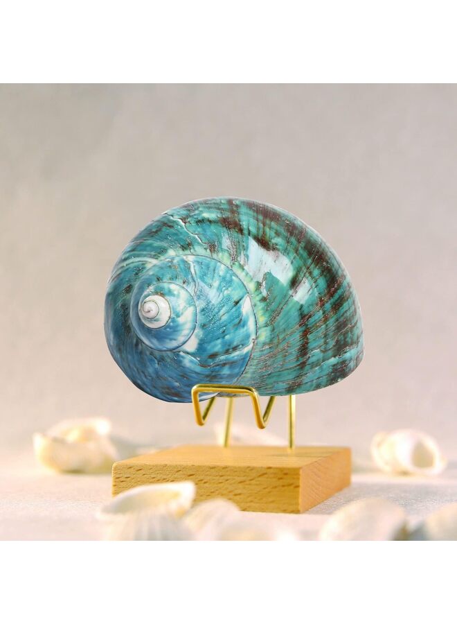 يُسلِّم قطعتان من صدفة محارة كبيرة طبيعية لتماثيل قابلة للتجميع وديكورات حوض السمك وحفلات الزفاف وحفلات الشاطئ وديكورات المنزل (المقاس: 9-11 سم) - Image 5