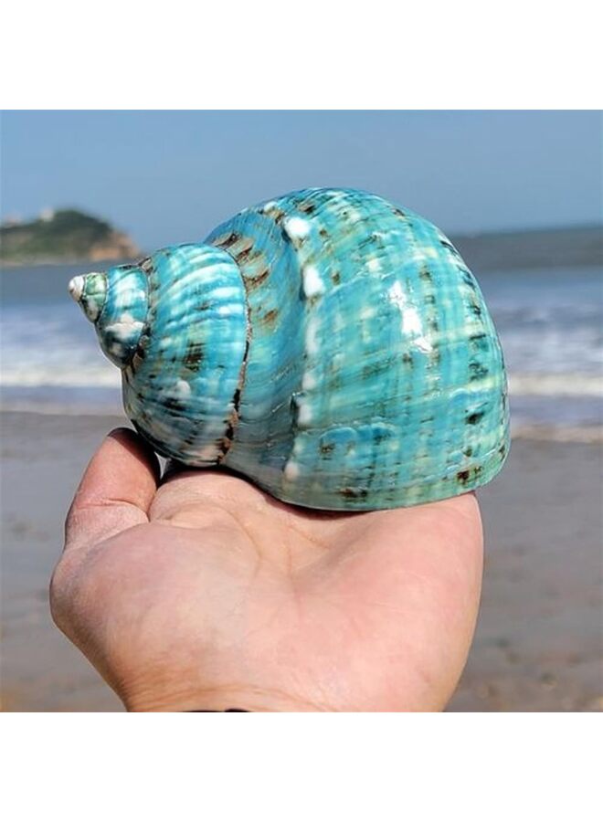 يُسلِّم قطعتان من صدفة محارة كبيرة طبيعية لتماثيل قابلة للتجميع وديكورات حوض السمك وحفلات الزفاف وحفلات الشاطئ وديكورات المنزل (المقاس: 9-11 سم) - Image 1