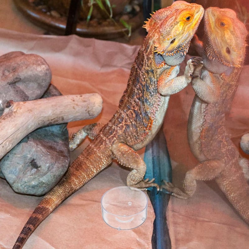 30pcs Bearded Dragon Terrarium Reptile Food Tray Reptile Dish Household Cup Snake Terrarium Accessory - Image 5