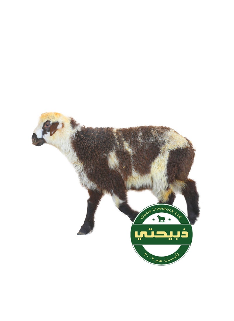 Delivered on Eid Day 3 - Jaziri Sheep - Oman 11-12kg (7-12 Months)
