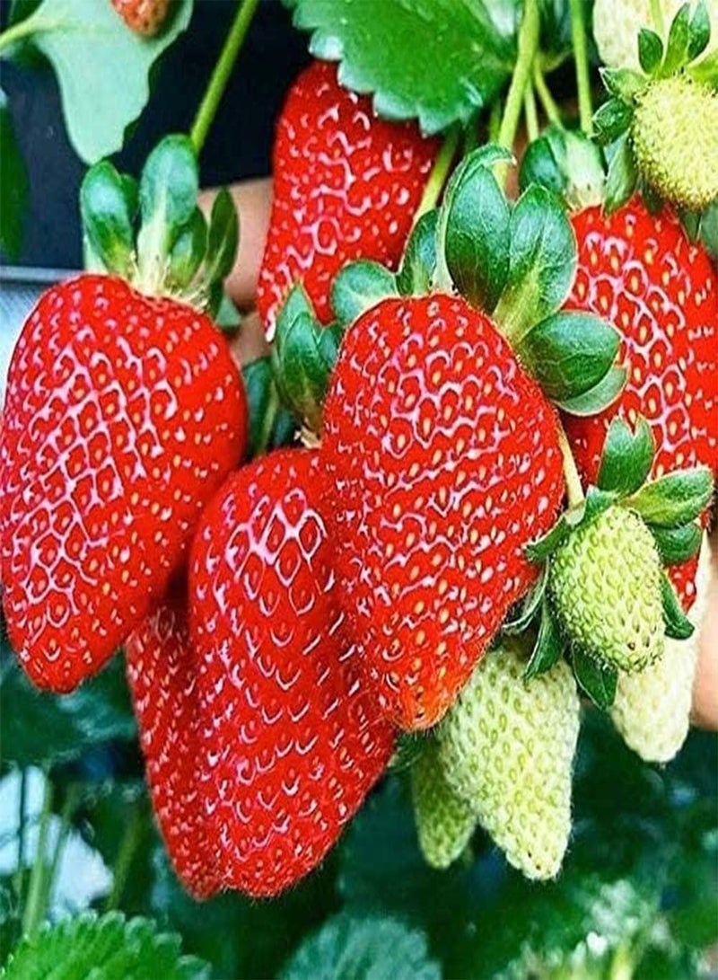 GGOOT 100Pcs Red Strawberry Cream Strawberry Plant Seed Garden Strawberry Fruit Seeds, for Home Garden Planting - Image 1