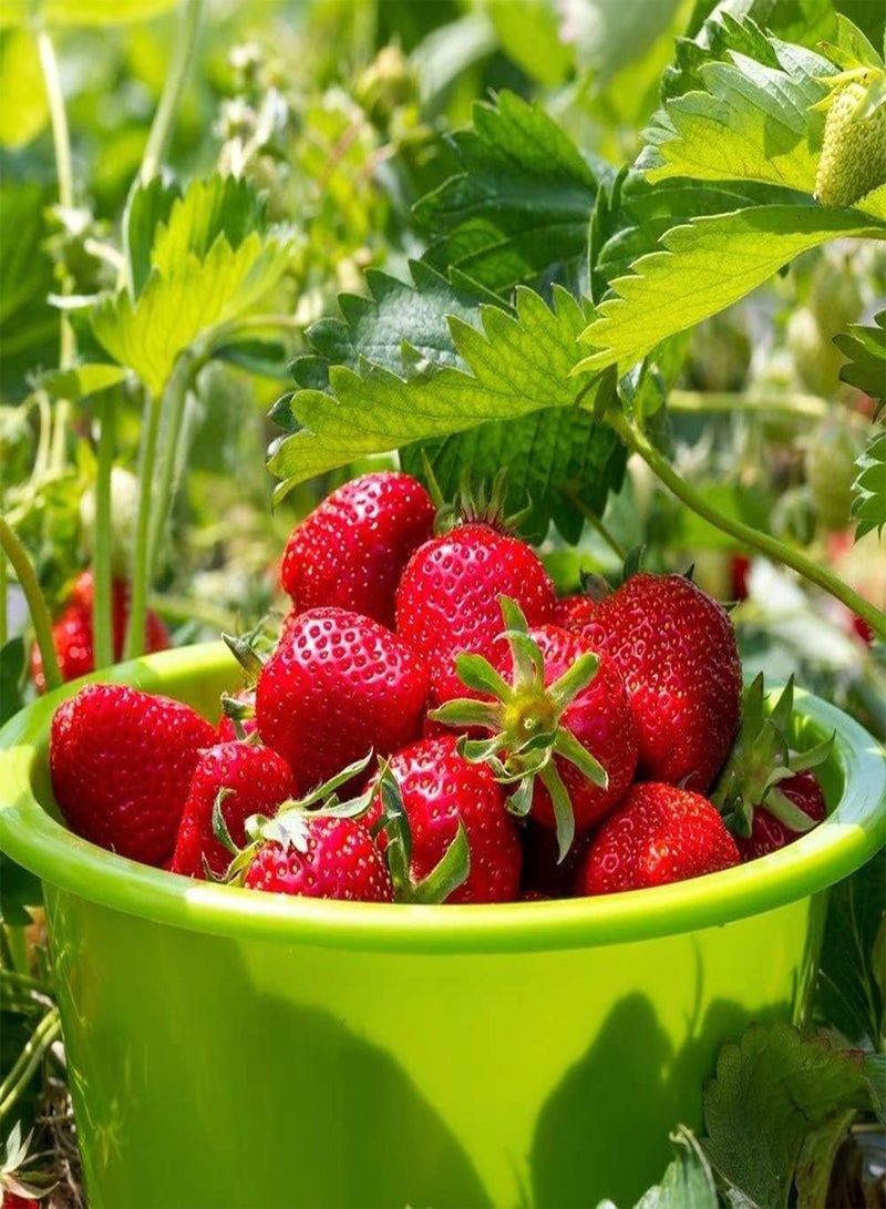 GGOOT 100Pcs Red Strawberry Cream Strawberry Plant Seed Garden Strawberry Fruit Seeds, for Home Garden Planting - Image 2