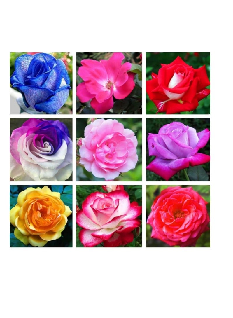200 PCS Mixed Color Rose Seed For Balcony Garden Planting - Image 1