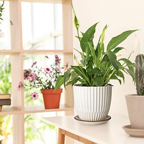D'vine Dev Set of 2 Stoneware Planter Pots, Ceramic Pot with Drainage Hole and Saucers, 4.5 Inch 5.8 Inch, Ivory, 99-D-1 - Image 2