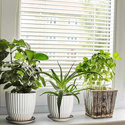 D'vine Dev Set of 2 Stoneware Planter Pots, Ceramic Pot with Drainage Hole and Saucers, 4.5 Inch 5.8 Inch, Ivory, 99-D-1 - Image 5