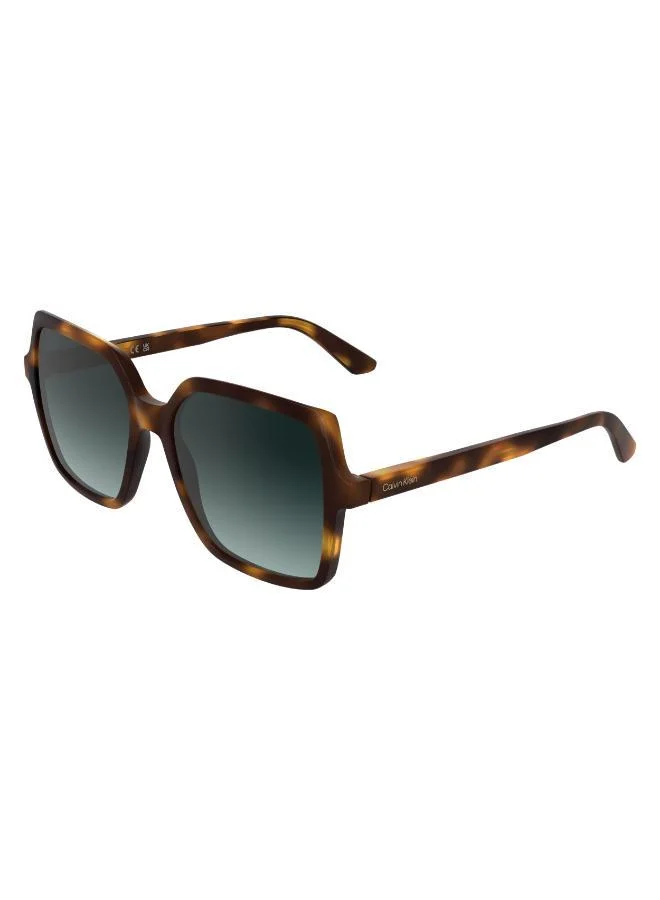 CALVIN KLEIN  Butterfly Sunglasses for Women | Best Price UAE