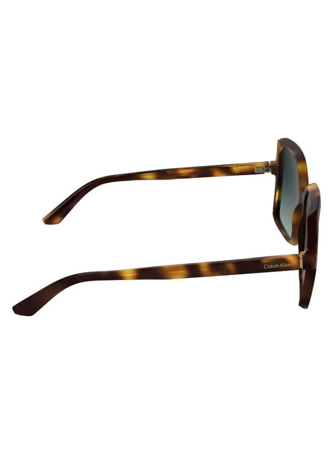 CALVIN KLEIN  Butterfly Sunglasses for Women | Best Price UAE
