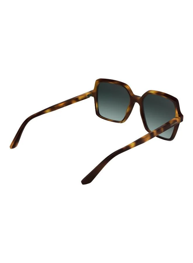 CALVIN KLEIN  Butterfly Sunglasses for Women | Best Price UAE