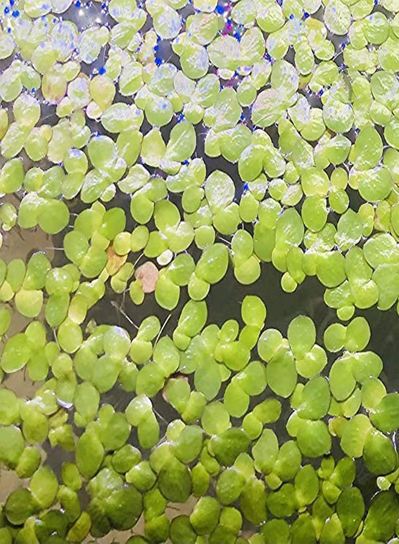GGOOT 100Pcs Aquarium Fish Tank Grass Plants Seeds,Duckweed Easy to Plant Leaf Carpet Water Grass Floating Plants Seeds - Image 2